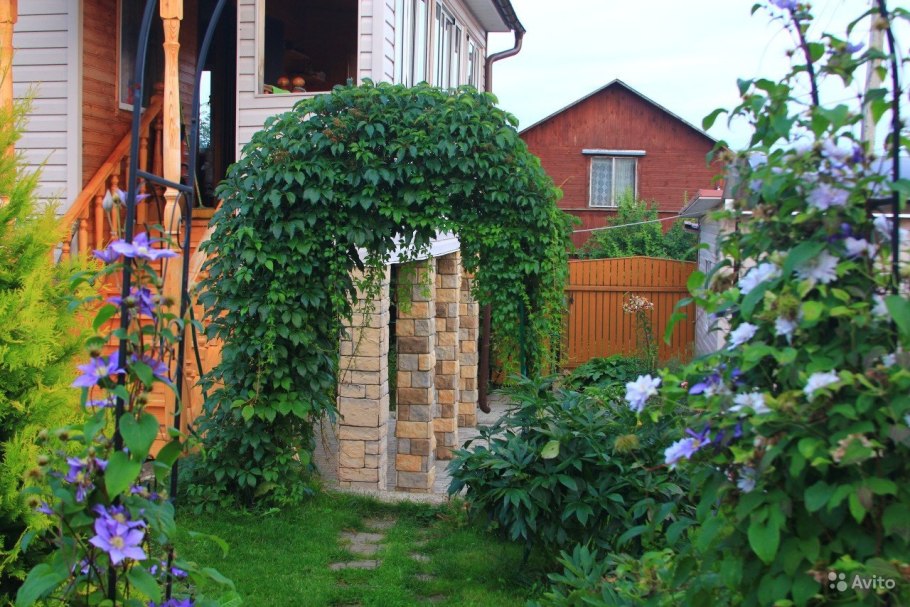 Клематис и девичий виноград