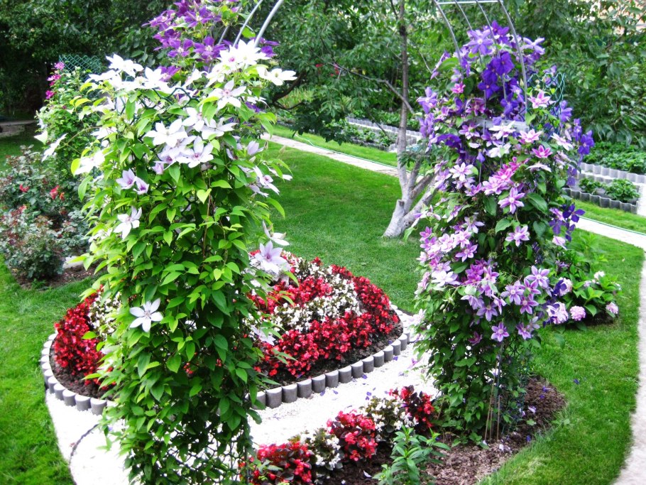 Albina Plena клематис на опоре