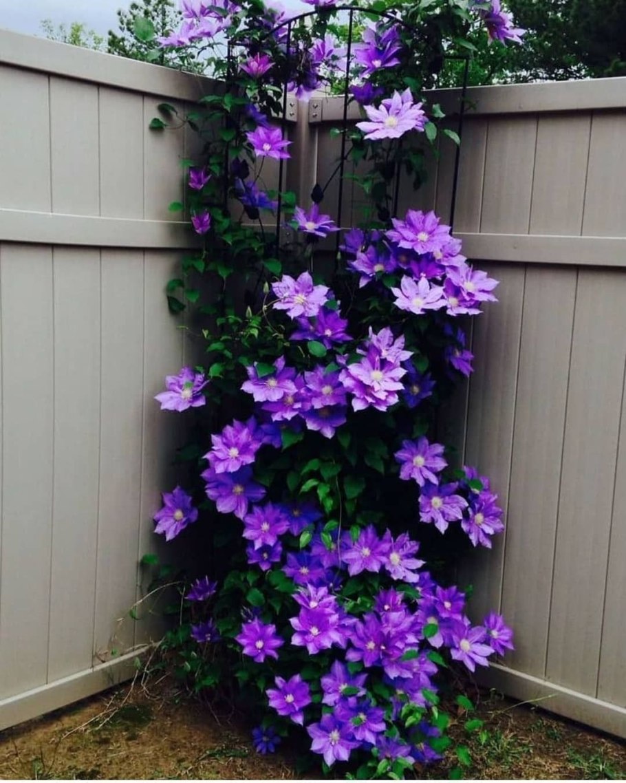 Клематис водопад