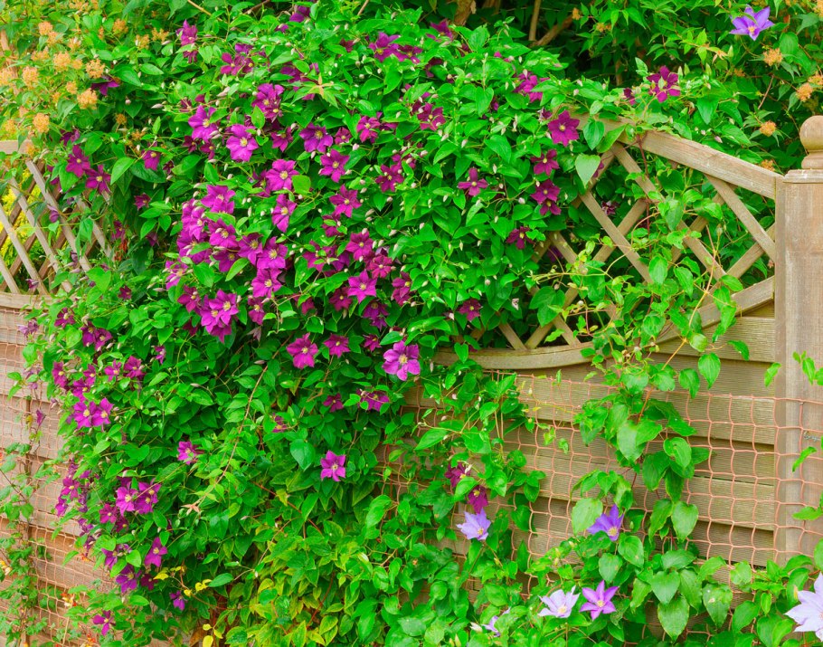 Клематис Вьюн многолетний