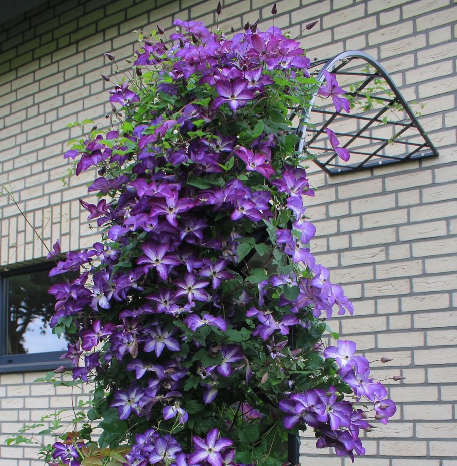 Лобелия ипомея клематис