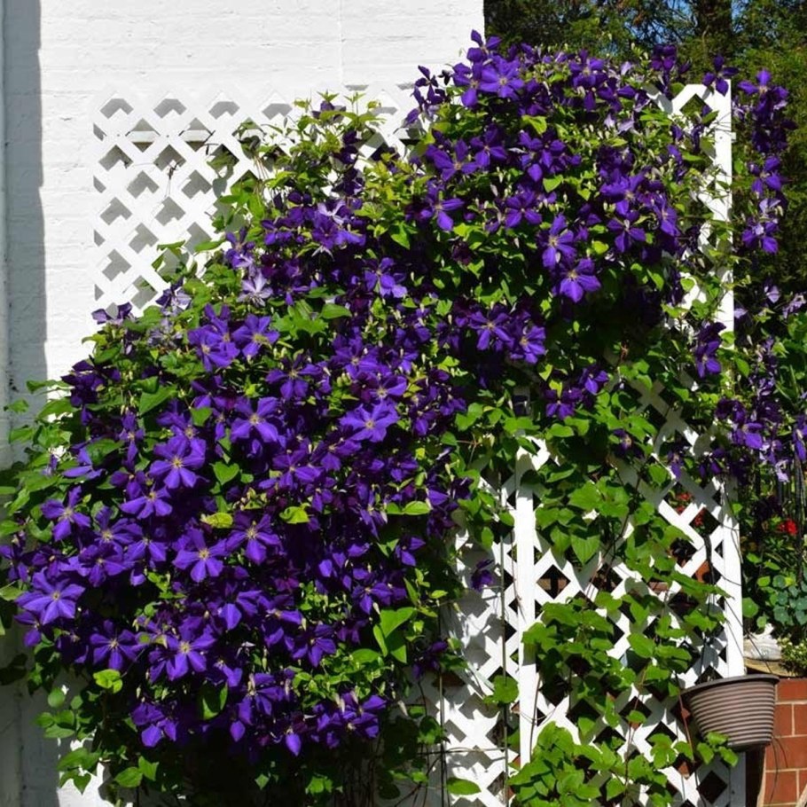 Клематис Вьюнок