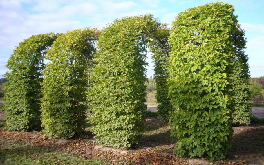 Древогубец Живая изгородь