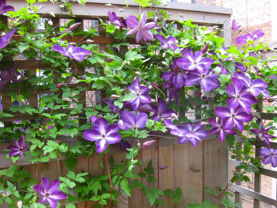 Клематис Клаудберст