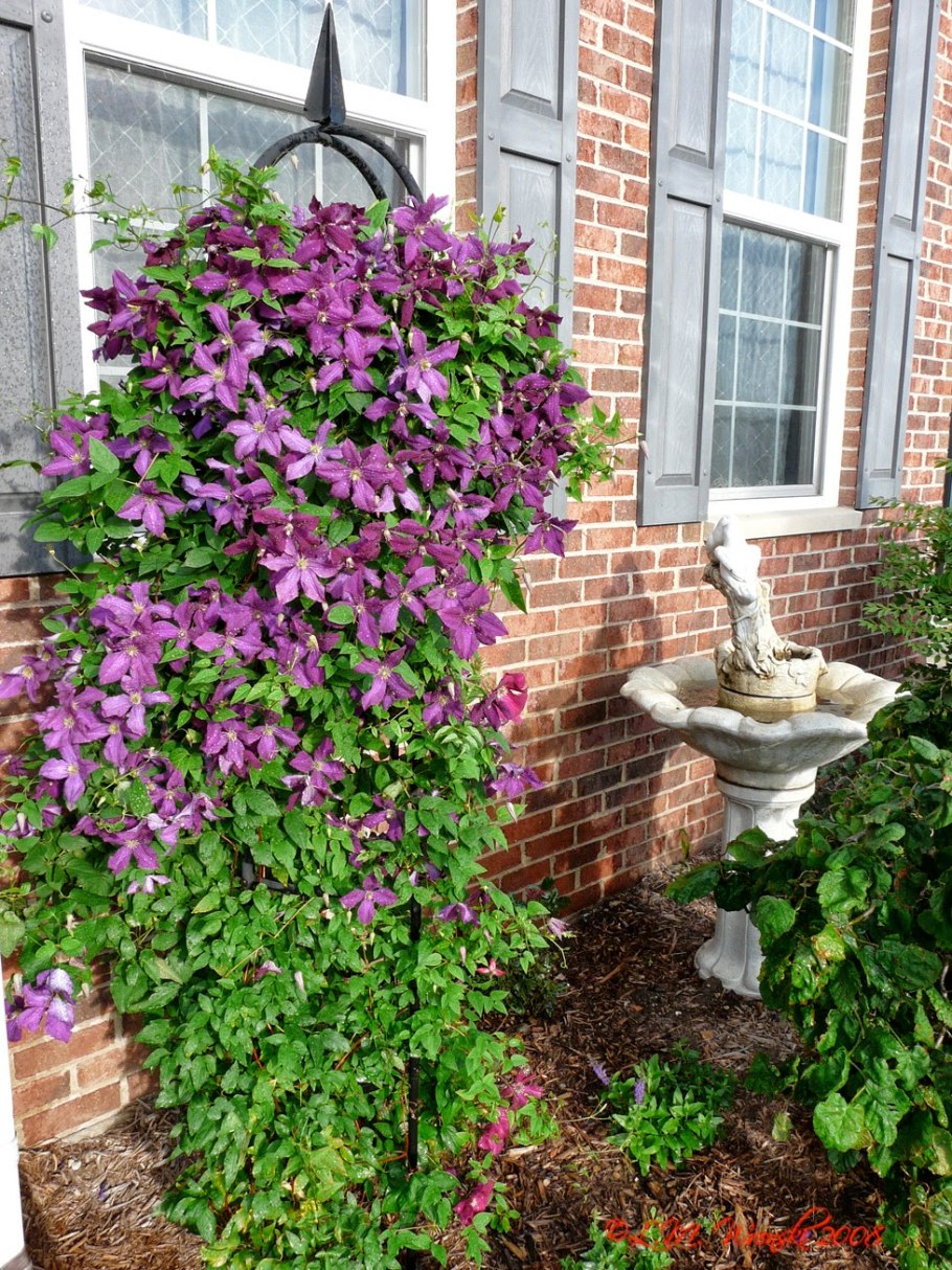 Клематис калистегия