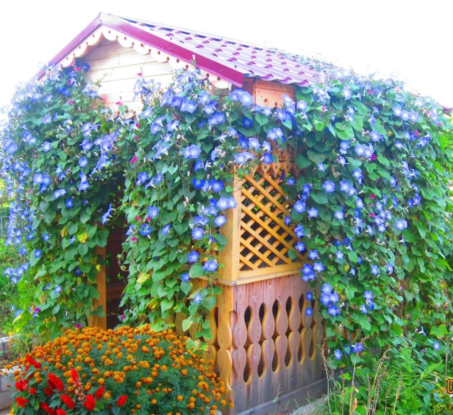 Клематис и ипомея