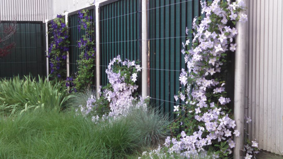 Клематис гибридный изгородь