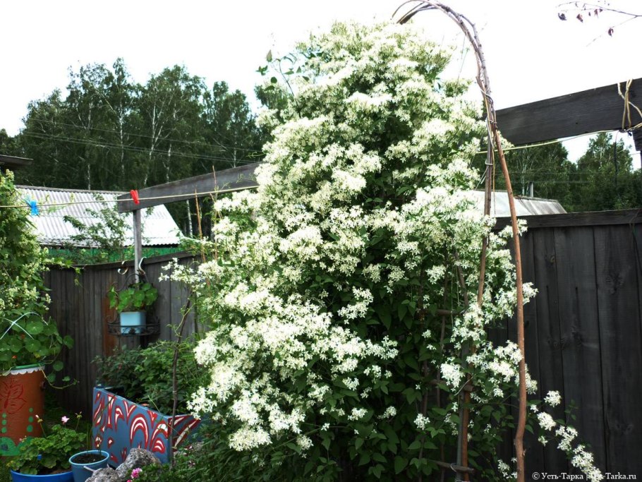 Клематис жгучий мелкоцветковый опора