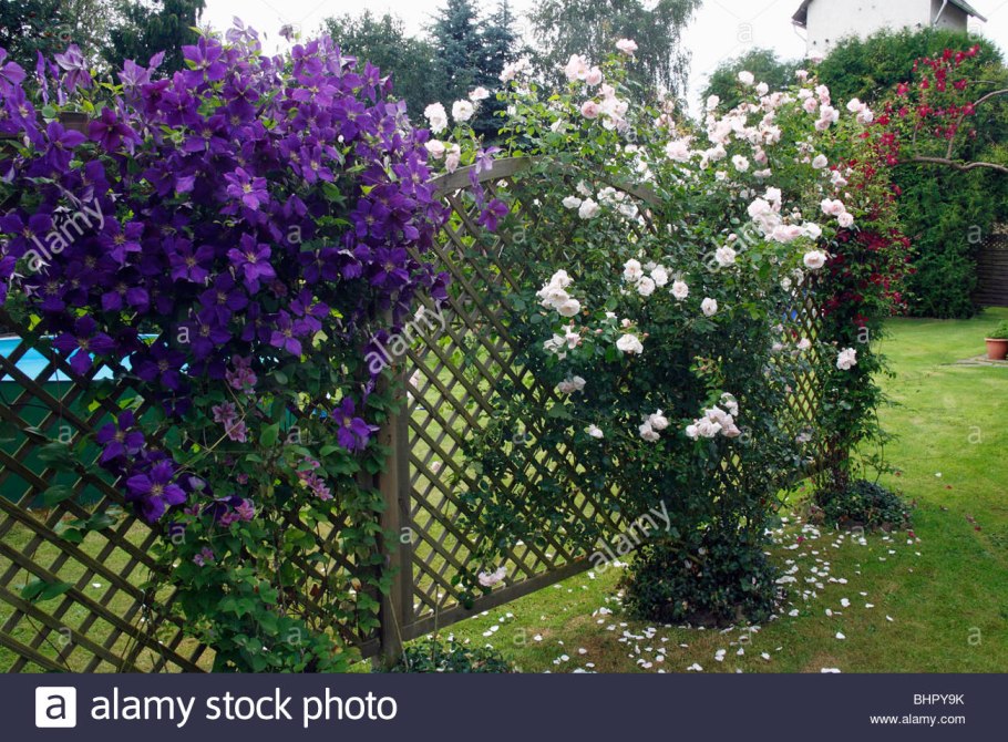 Пергола клематис и роза почвопокровная