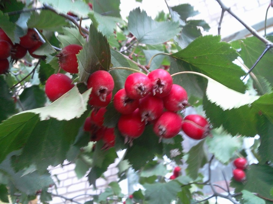 Боярышник сливолистный (Crataegus prunifolia)