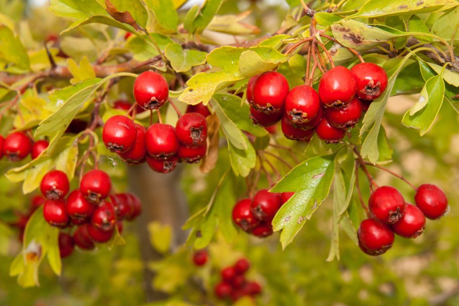 Боярышник Пауль Скарлет