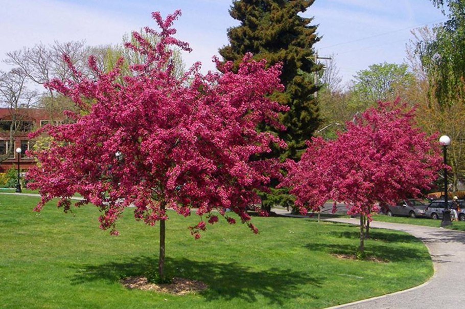 Вишня боярышник