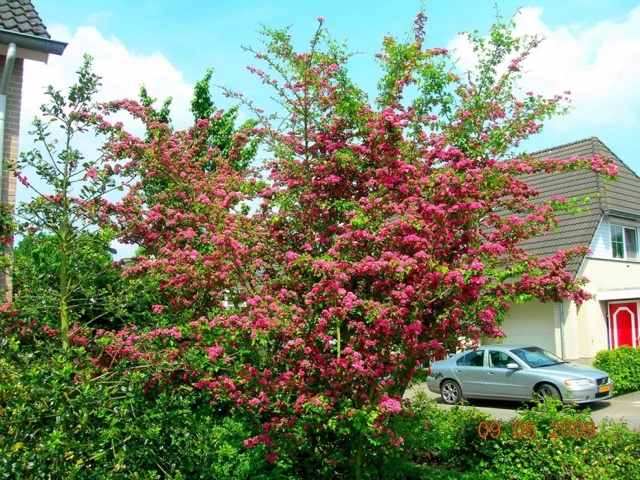 Боярышник (Crataegus oxyacantha)