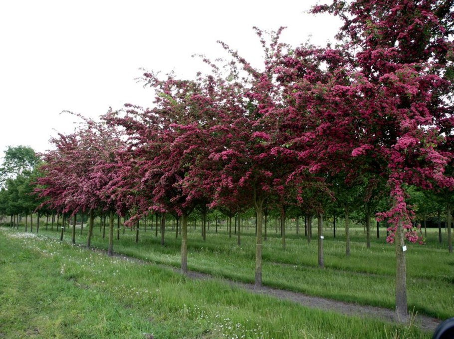 Цветущий боярышник Пауль Скарлет