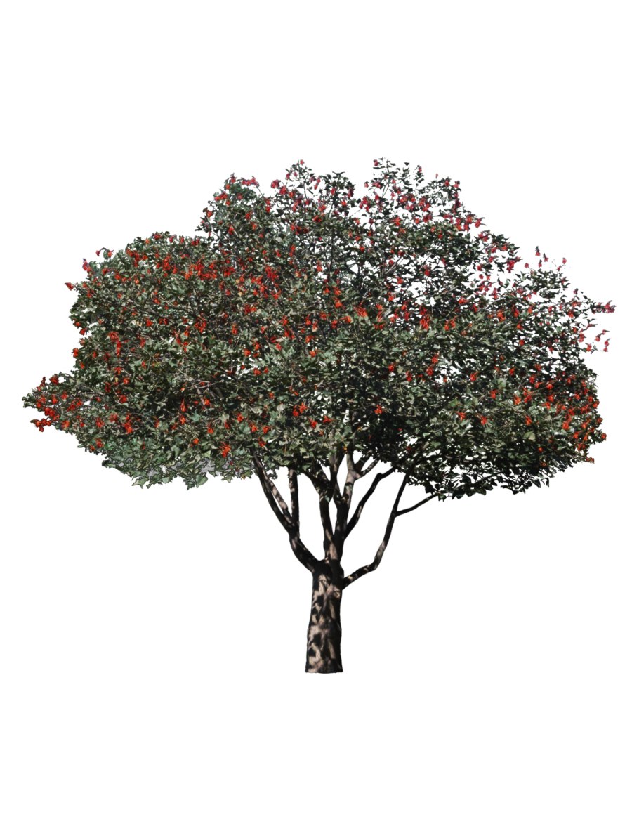 Боярышник крупноплодный райское яблочко