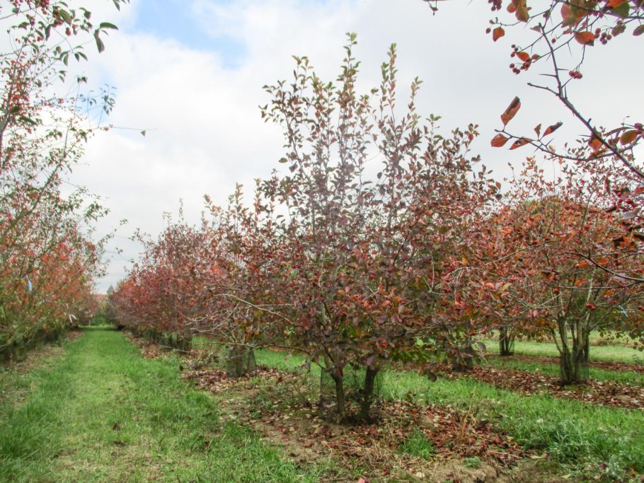 Боярышник сливолистный зонт