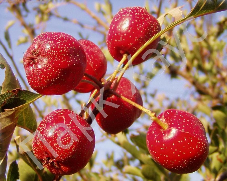 Боярышник Crataegus laevigata