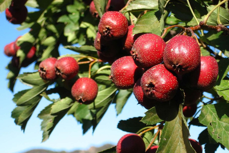 Боярышник куст