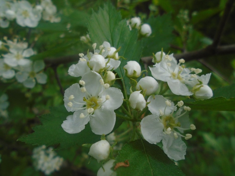 Калина дерево