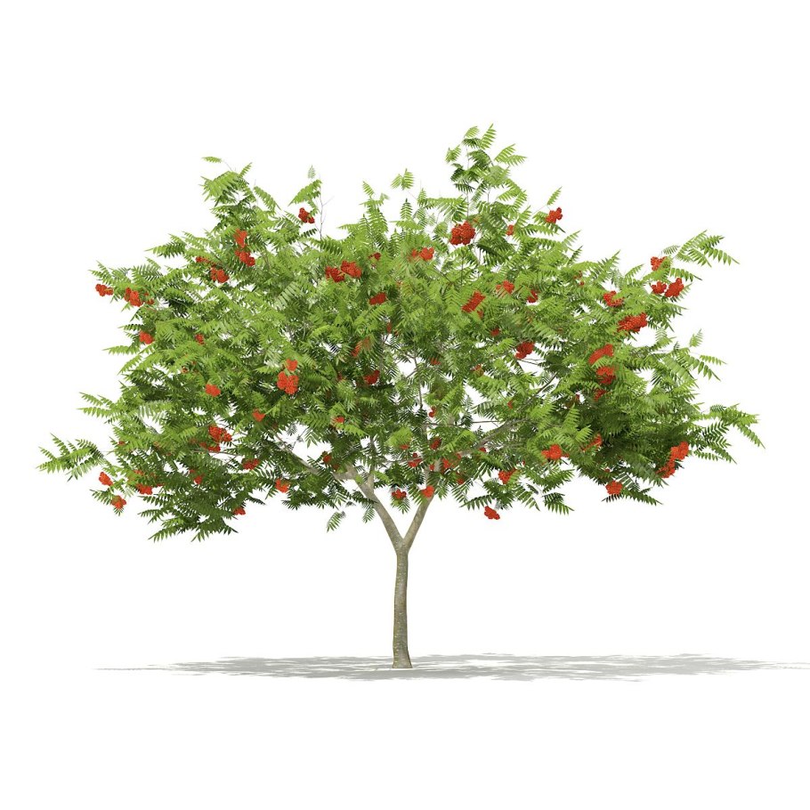 Crataegus coccinea