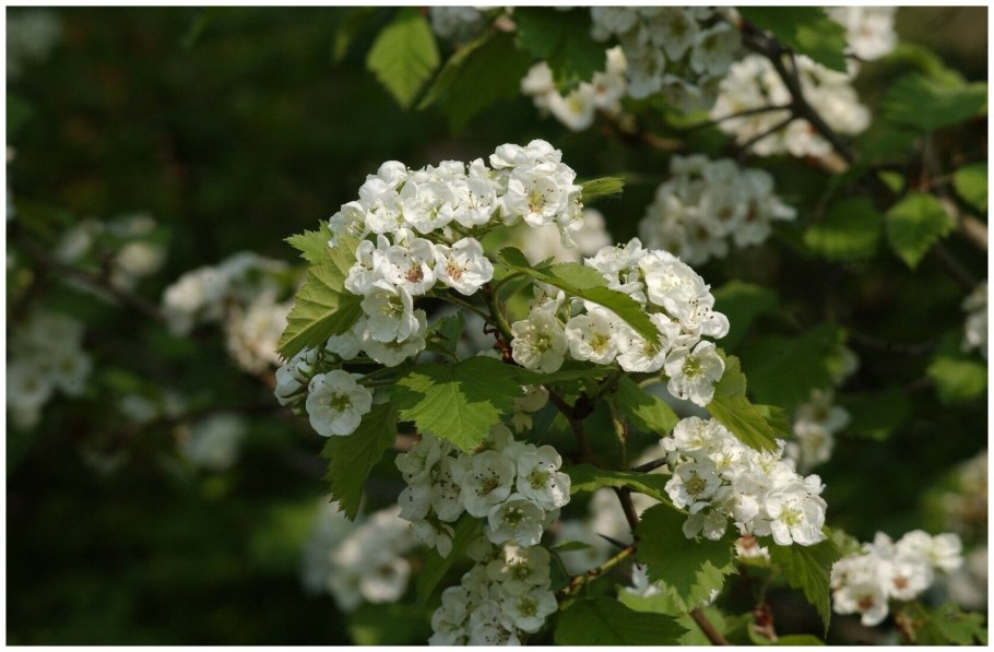 Боярышник однопестичный на штамбе