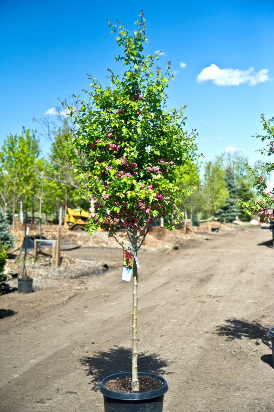 Боярышник Шовица