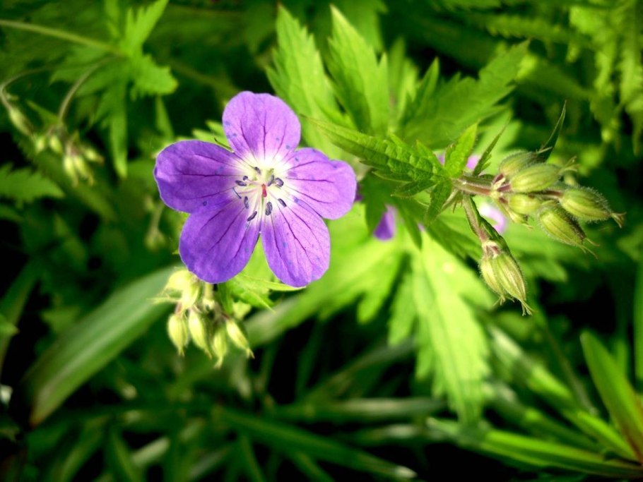 Герань Лесная (Geranium sylvaticum)