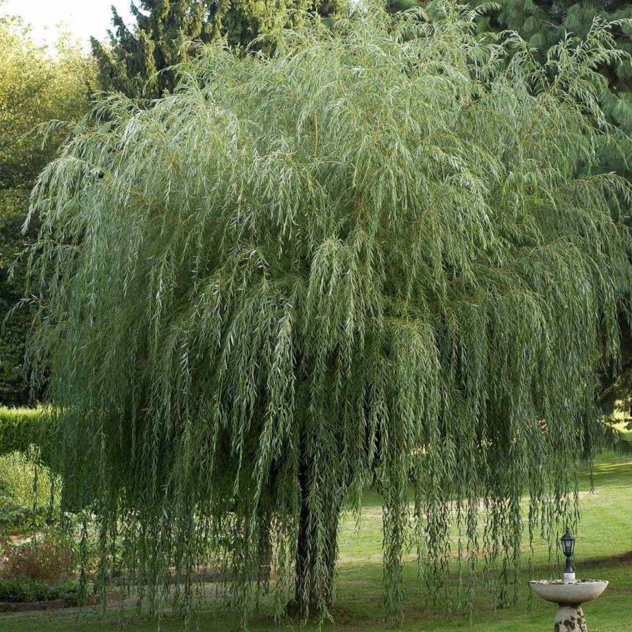 Ива белая Тристис Salix Alba `tristis`