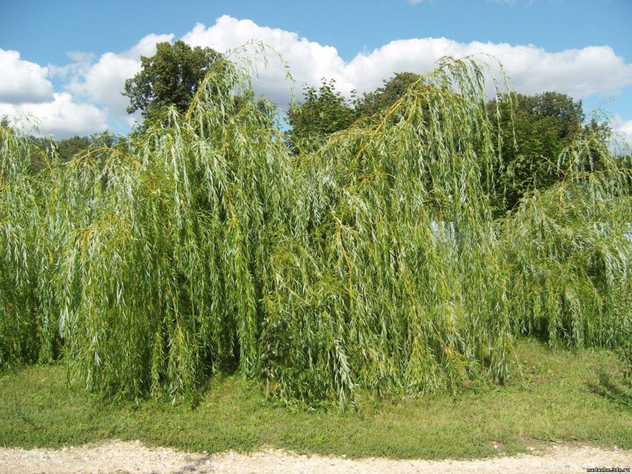Ива Вавилонская (Salix babylonica)