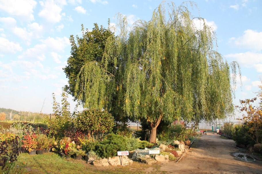 Ива Свердловская плакучая