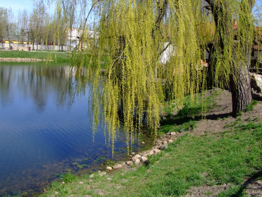 Salix Alba f. vitellina pendula