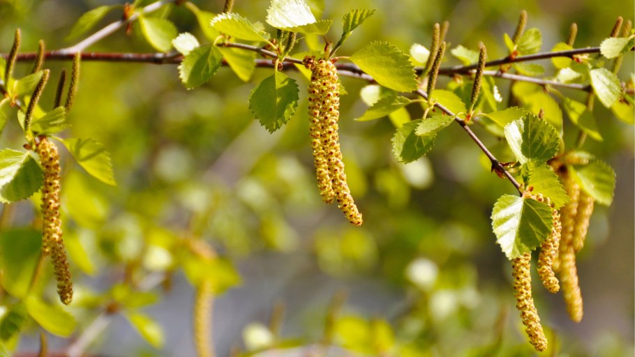 Береза пушистая Betula pubescens цветение