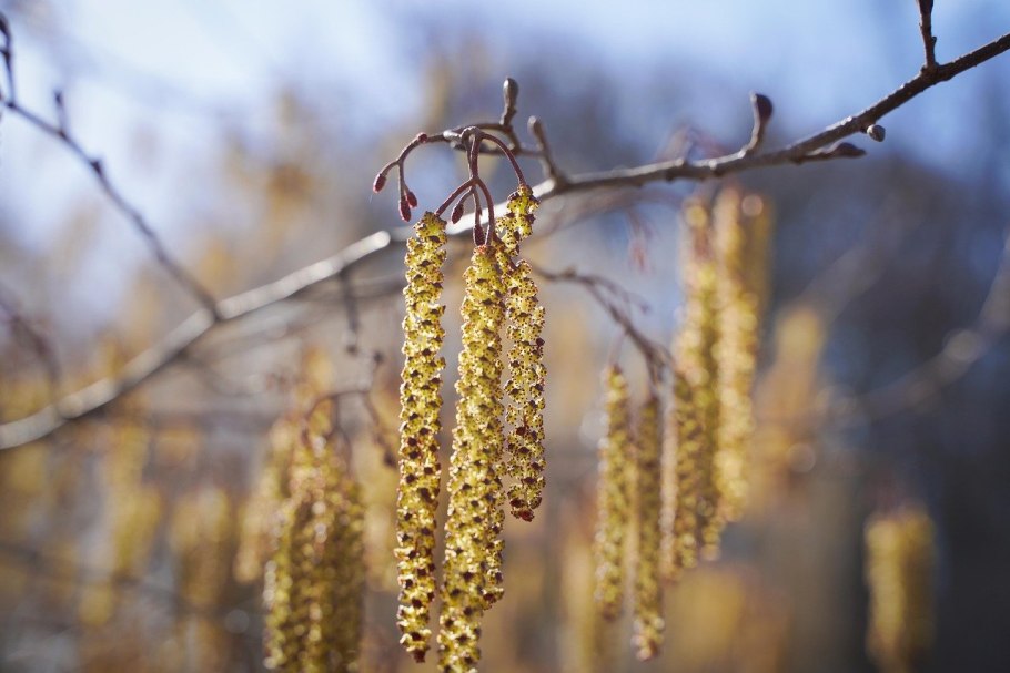Береза пушистая Betula pubescens