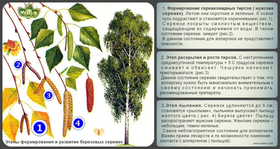 Семена ивы тополя осины