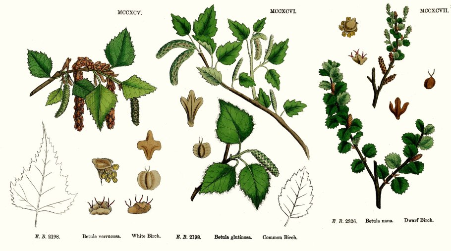 Betula Nana плод