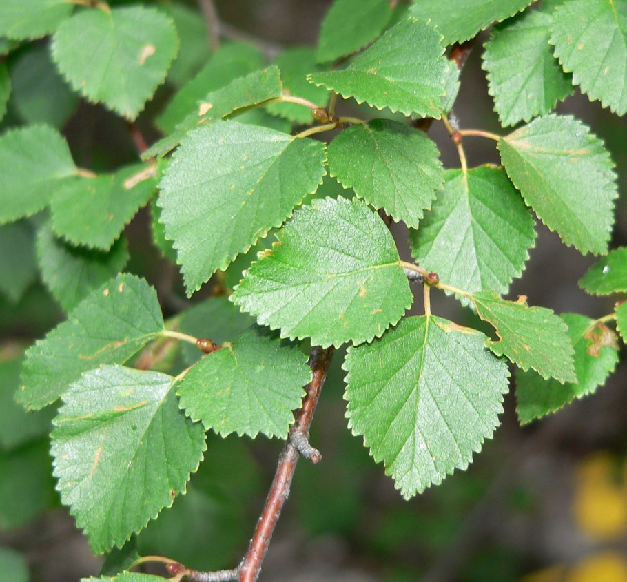 Populus tremula плод