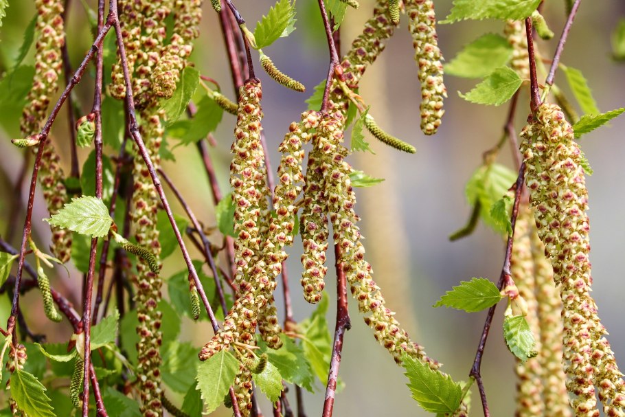 Береза повислая (Betula pendula Roth.)
