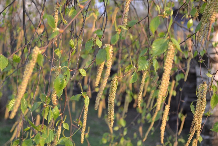 Betula verrucosa