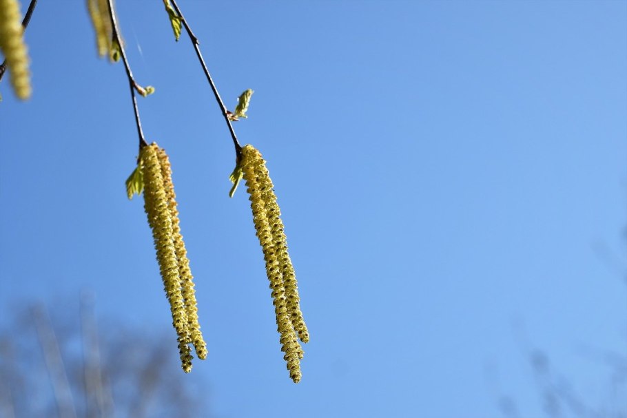 Семейство березовые – Betulaceae