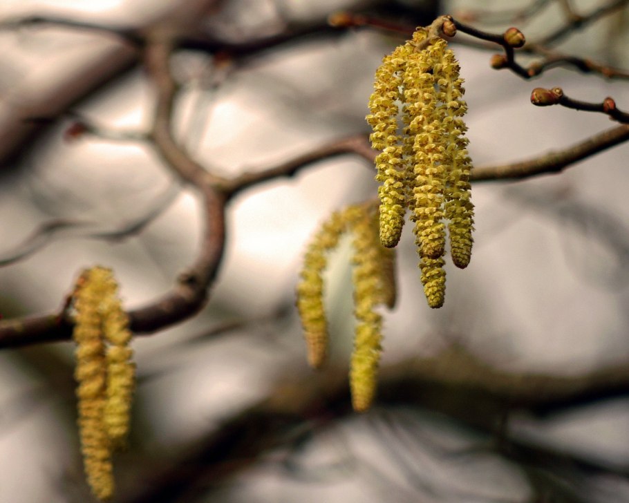 Birch catkins