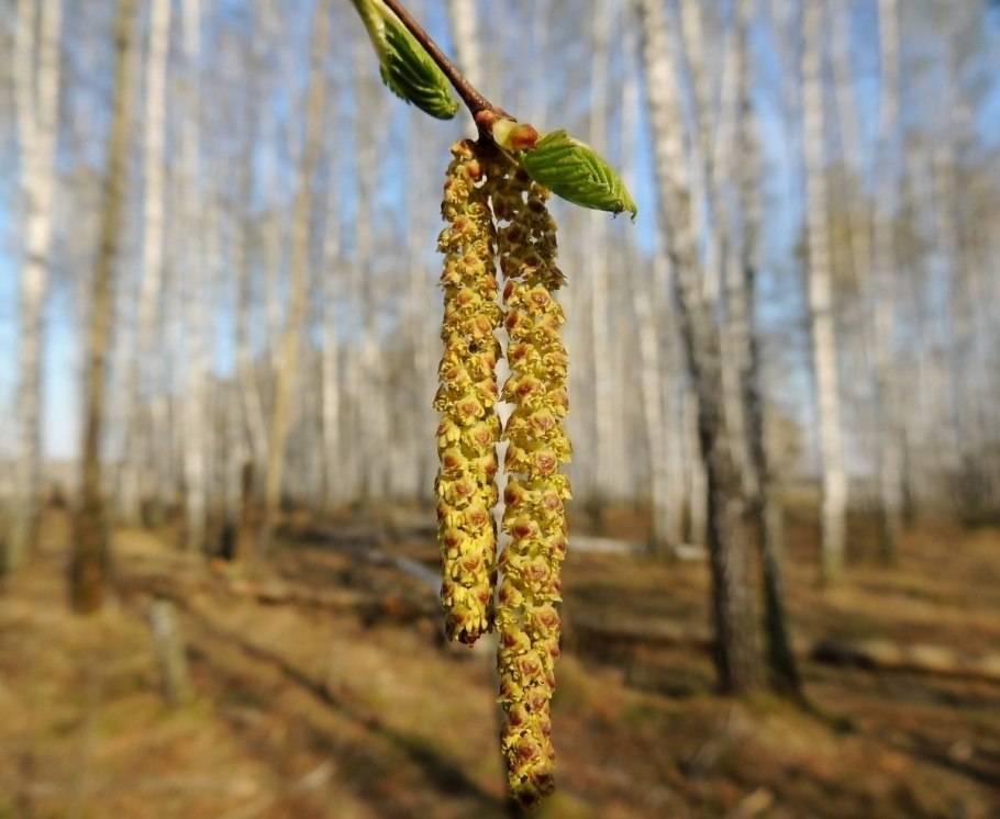 Береза бородавчатая сережки