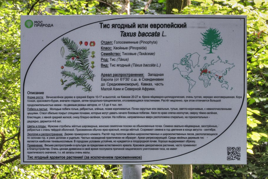 Зопник клубненосный жизненная форма по Раункиеру