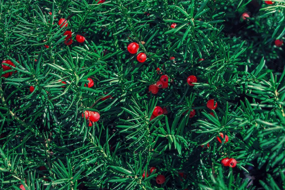 Тисс ягодный (Taxus baccata) 'Amersfoort'