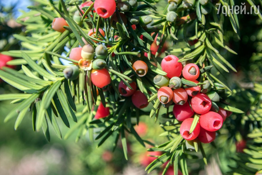 Тис Фастигиата Живая изгородь