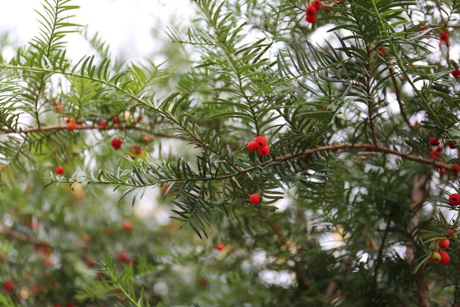 Миксбордеры из многолетников и хвойных