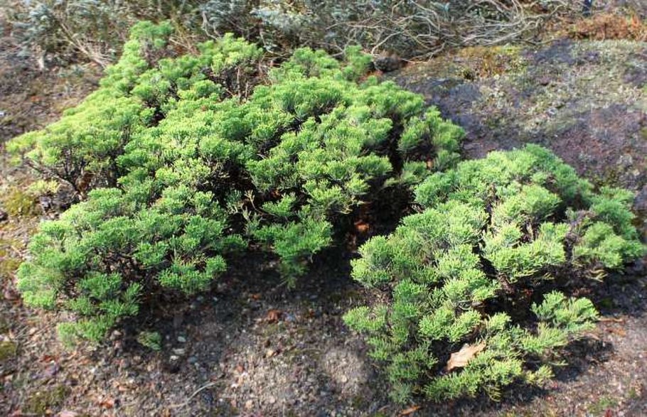 (Taxus), пихта (Abies) и Кипарис (Cupressus)