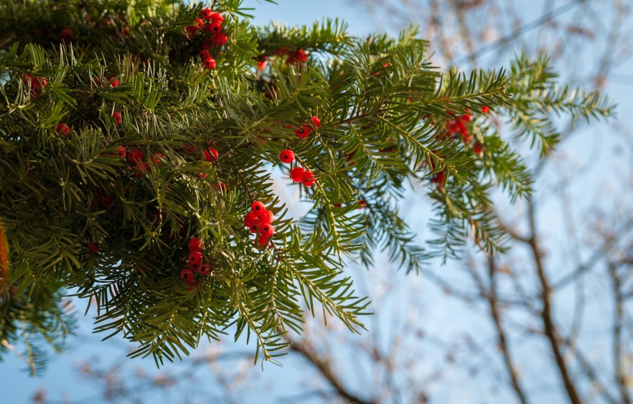 Тисс ягодный рисунок Ботанический