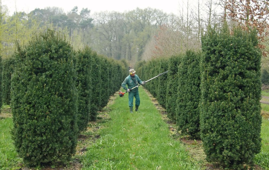 Схема обрезки тополей