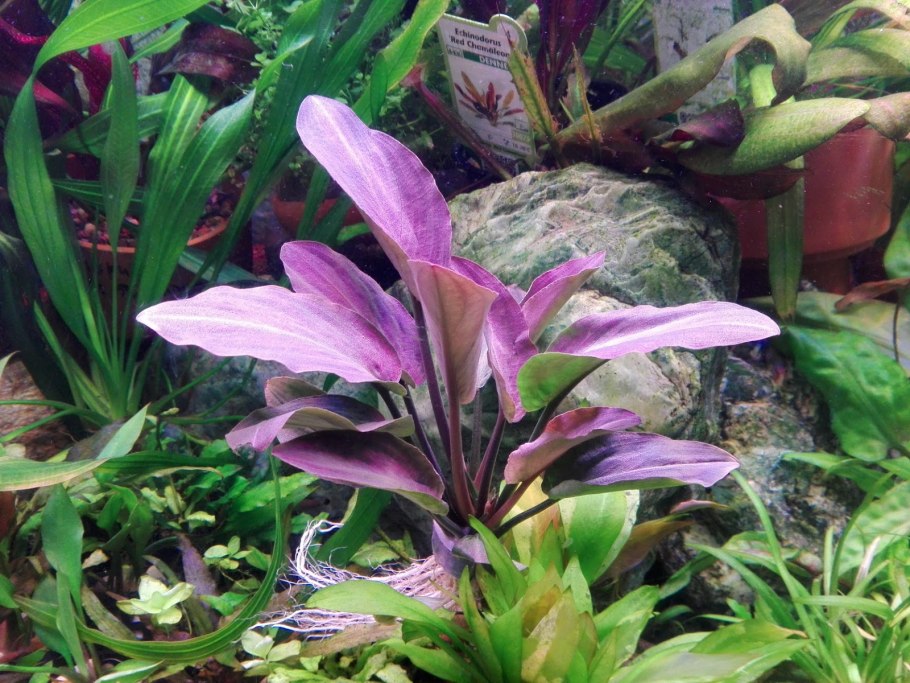 Лагенандра Меебольда