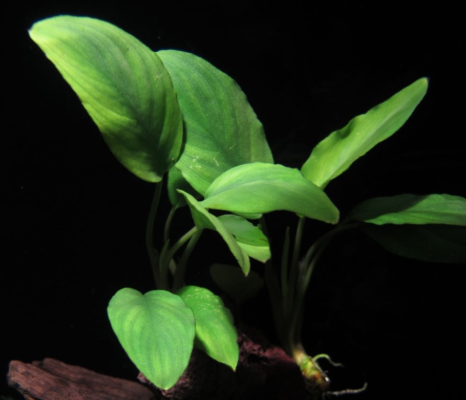 Фуртадоа суматрансис красная Furtadoa sumatrensis Red